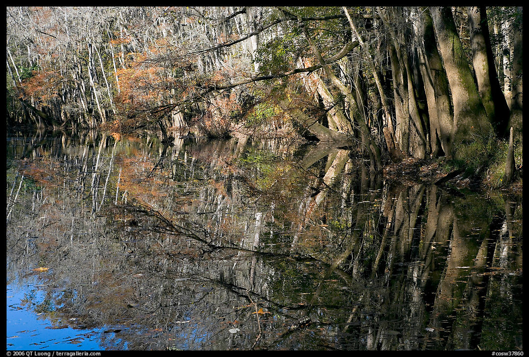 Reflections, Wise Lake. Congaree National Park, South Carolina, USA.