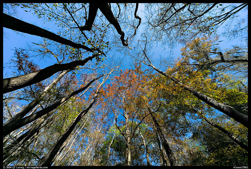 Floodplain forest canopy in fall color. Congaree National Park, South Carolina, USA.