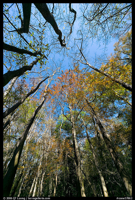 Looking upwards Floodplain forest. Congaree National Park, South Carolina, USA.