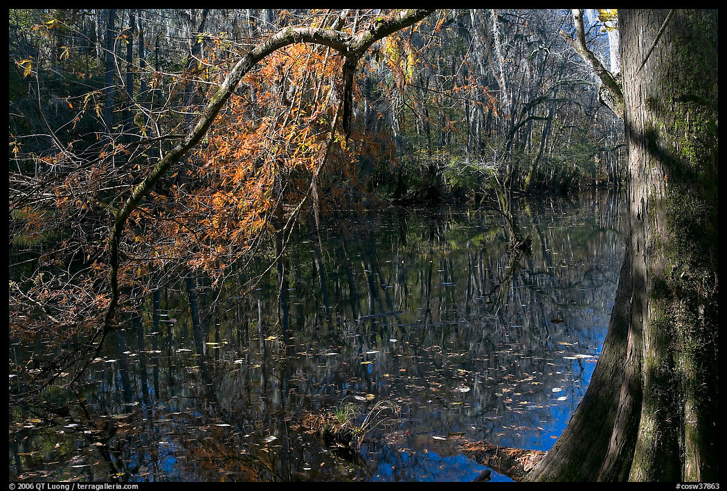 Bald cypress branch overhanging dark waters of Wise Lake. Congaree National Park, South Carolina, USA.