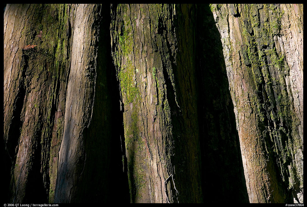 Close-up of buttressed base of bald cypress. Congaree National Park, South Carolina, USA.