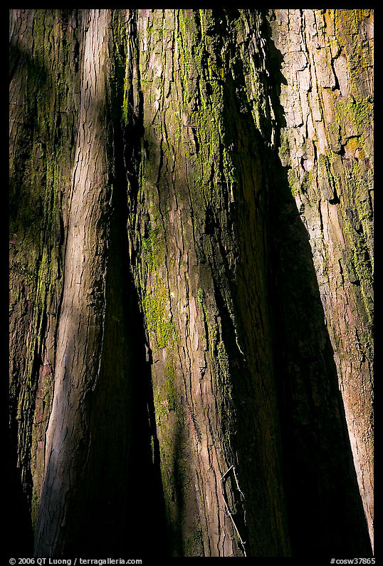 Close-up of base of bald cypress tree. Congaree National Park, South Carolina, USA.