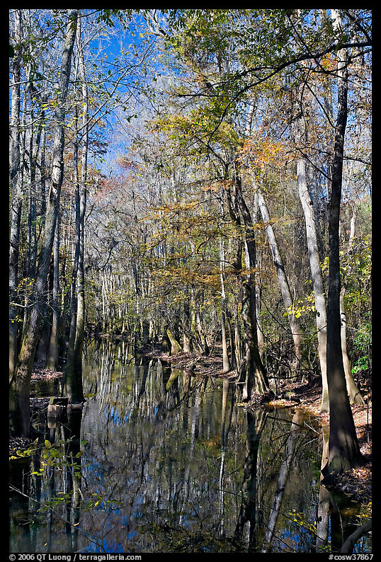 Tall trees around creek. Congaree National Park, South Carolina, USA.