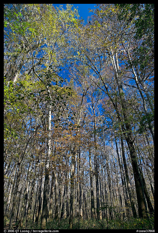 Tall floodplain forest trees. Congaree National Park, South Carolina, USA.