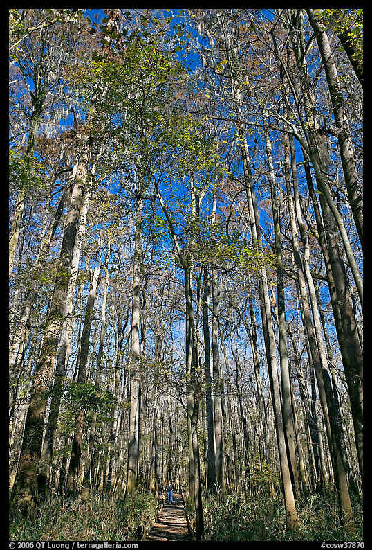 Boardwalk with woman dwarfed by tall trees. Congaree National Park, South Carolina, USA.