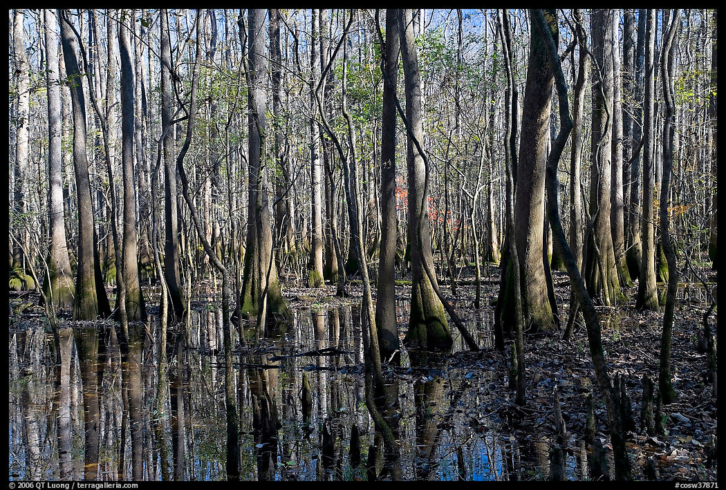 Floodplain trees growing out of swamp on a sunny day. Congaree National Park, South Carolina, USA.