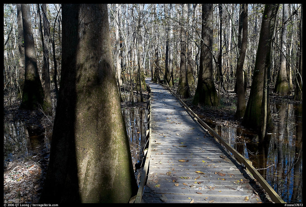 Low boardwalk in sunny forest. Congaree National Park, South Carolina, USA.