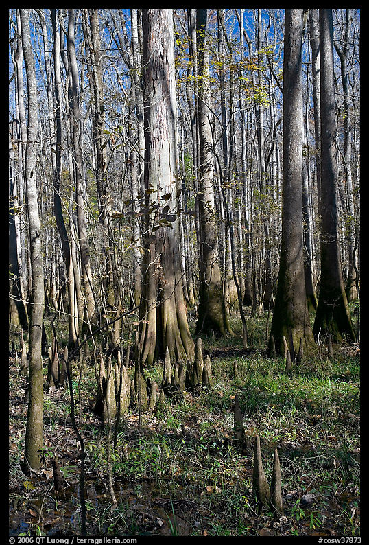 Cypress knees and tall cypress trees on a sunny day. Congaree National Park, South Carolina, USA.
