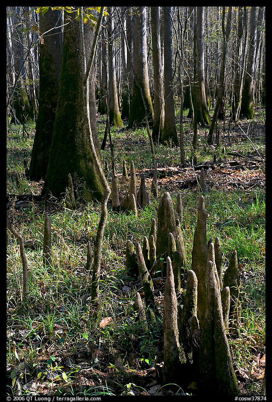 Floor of floodplain forest with cypress knees. Congaree National Park, South Carolina, USA.