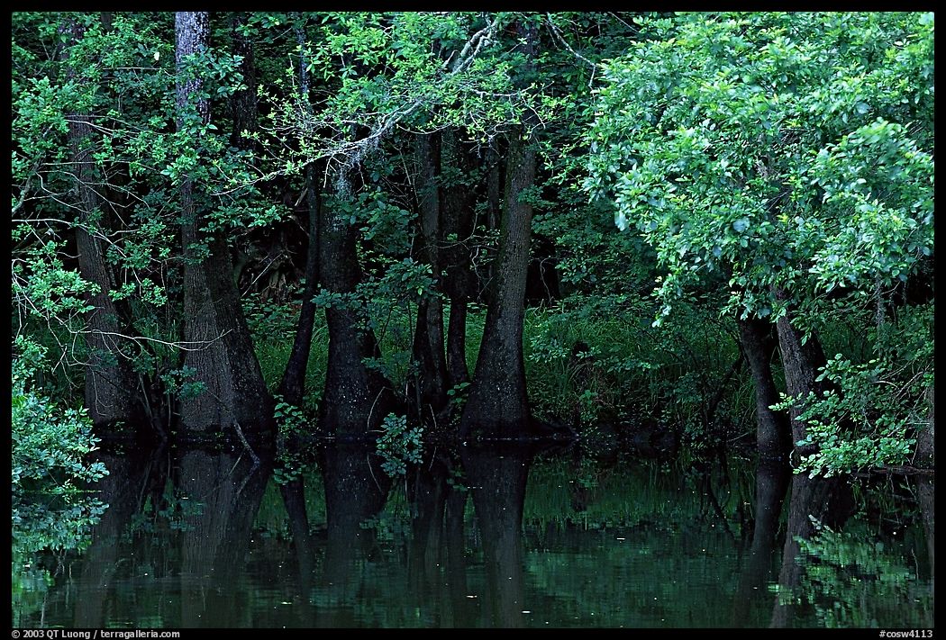 Bald cypress in summer. Congaree National Park, South Carolina, USA.