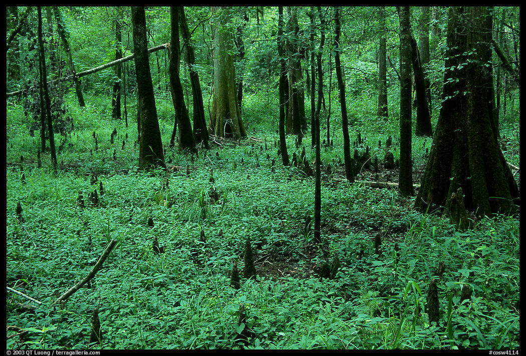 Cypress and undergrowth with knees in summer. Congaree National Park, South Carolina, USA.