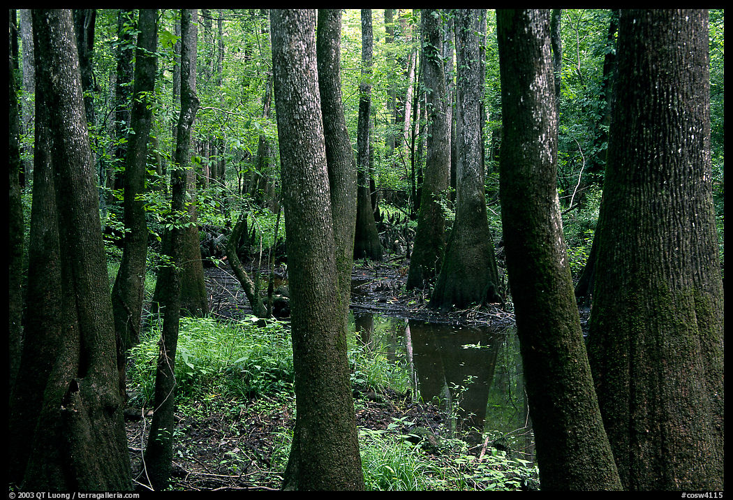 Cypress and swamp in summer. Congaree National Park, South Carolina, USA.