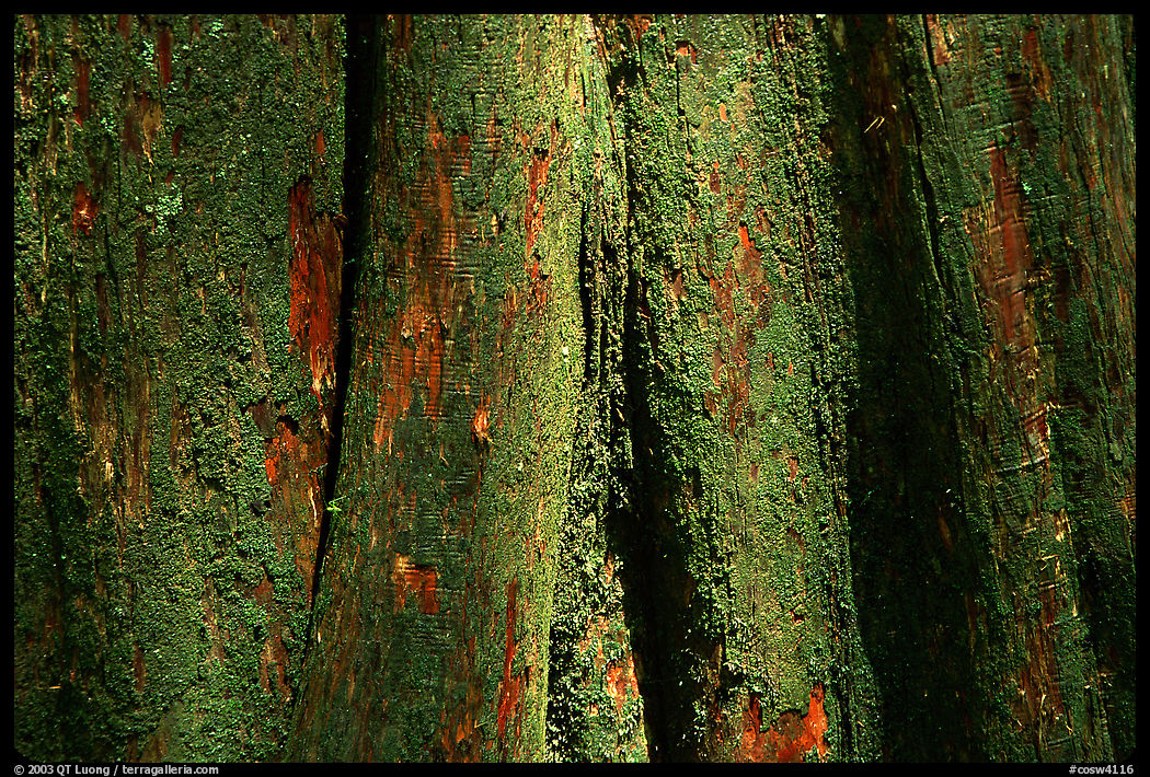 Cypress trunk detail. Congaree National Park, South Carolina, USA.