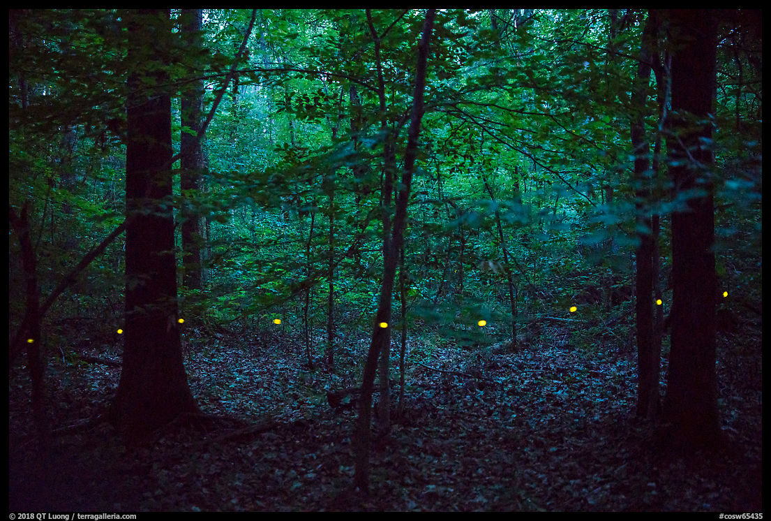 A composite image showing hundreds of fireflies flashing at night