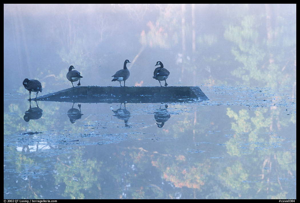 Geese and misty reflexions on Kendal lake. Cuyahoga Valley National Park, Ohio, USA.