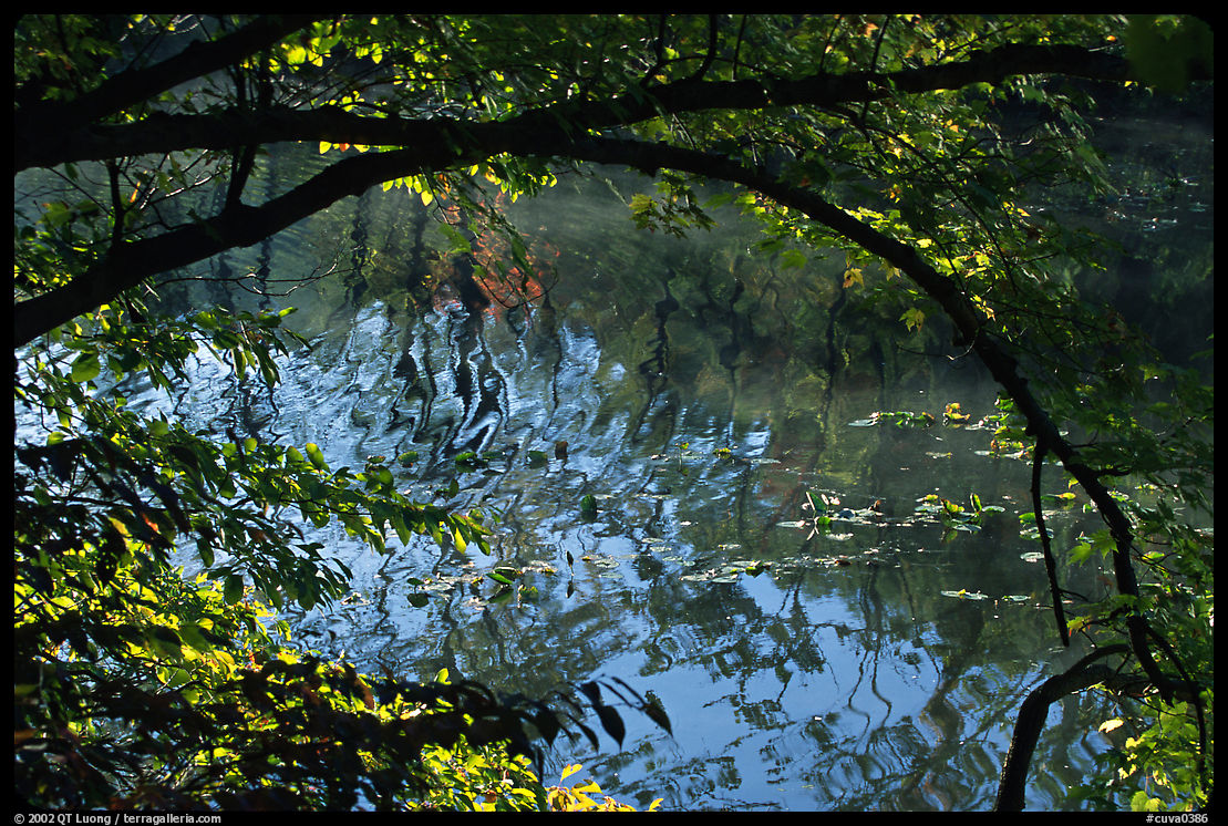 Arching tree and reflexion on Kendal lake. Cuyahoga Valley National Park, Ohio, USA.