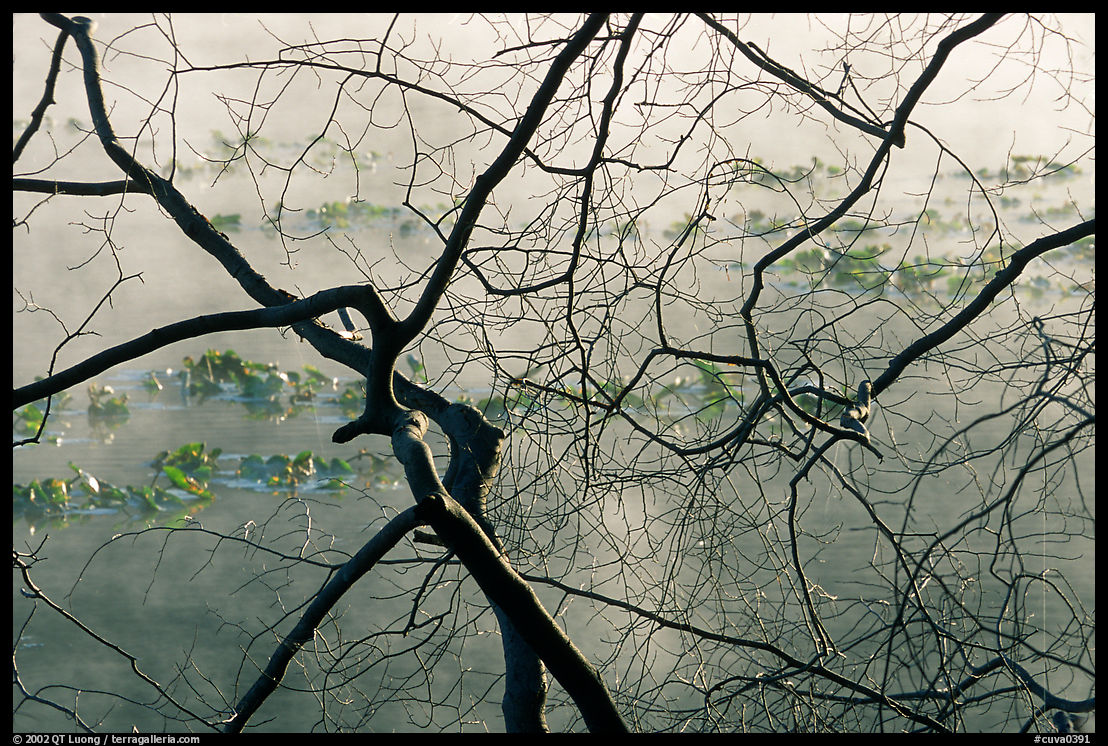 Branches and mist, Kendal lake. Cuyahoga Valley National Park, Ohio, USA.