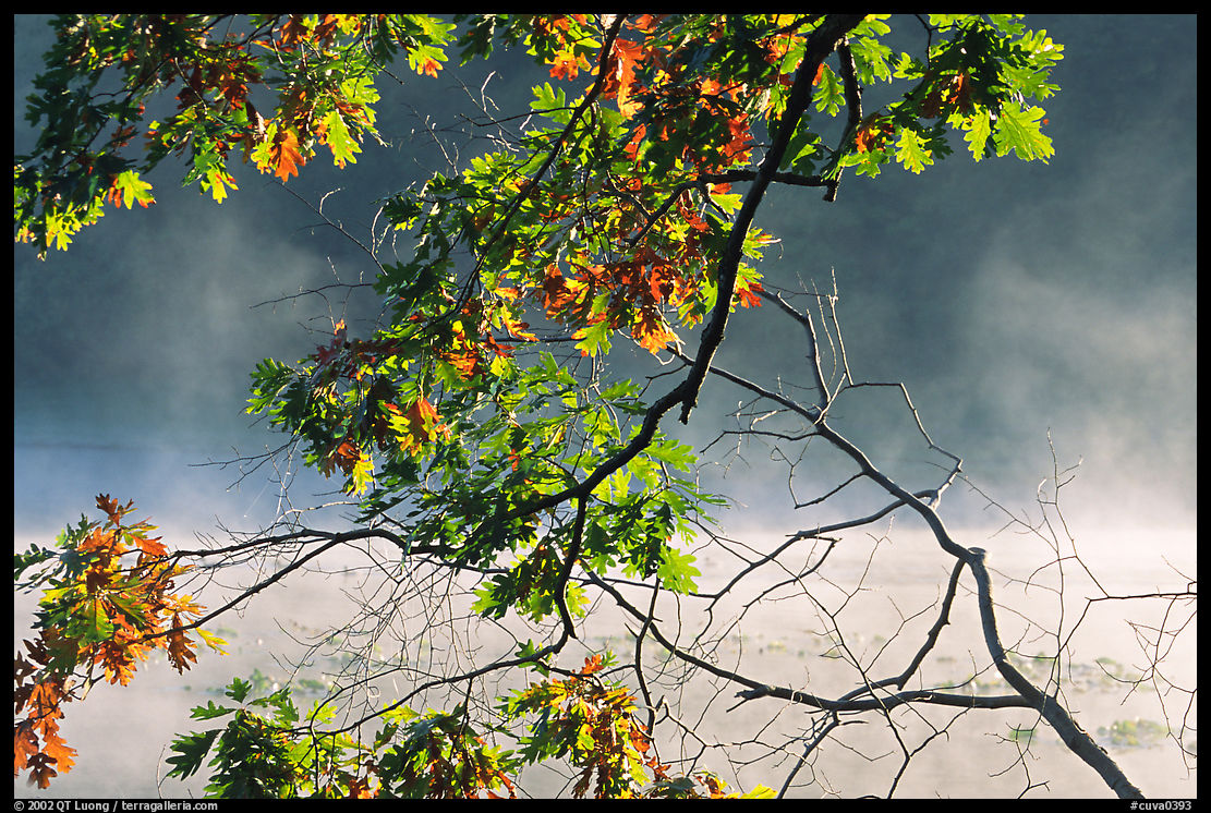 Branches and mist, Kendal lake. Cuyahoga Valley National Park, Ohio, USA.