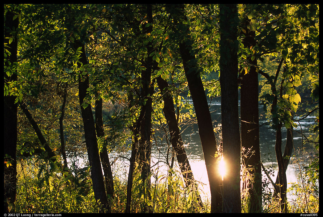 Sun reflected on a pond through trees. Cuyahoga Valley National Park, Ohio, USA.