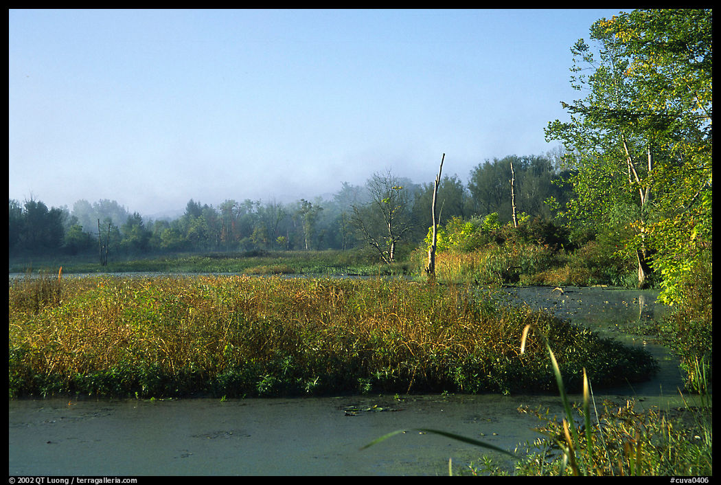 Beaver marsh, early morning. Cuyahoga Valley National Park, Ohio, USA.