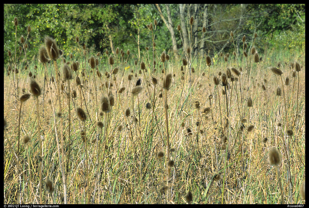 Thistles. Cuyahoga Valley National Park, Ohio, USA.