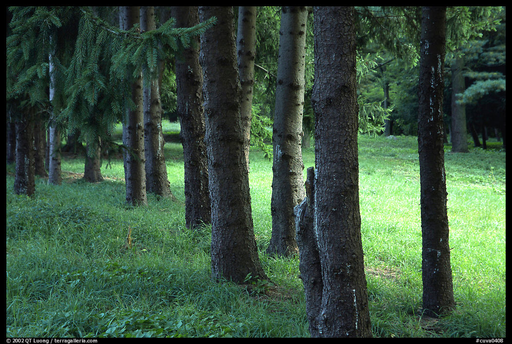 Trees and grassy meadow. Cuyahoga Valley National Park