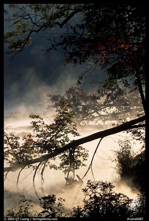Fallen tree and mist, Kendal lake. Cuyahoga Valley National Park