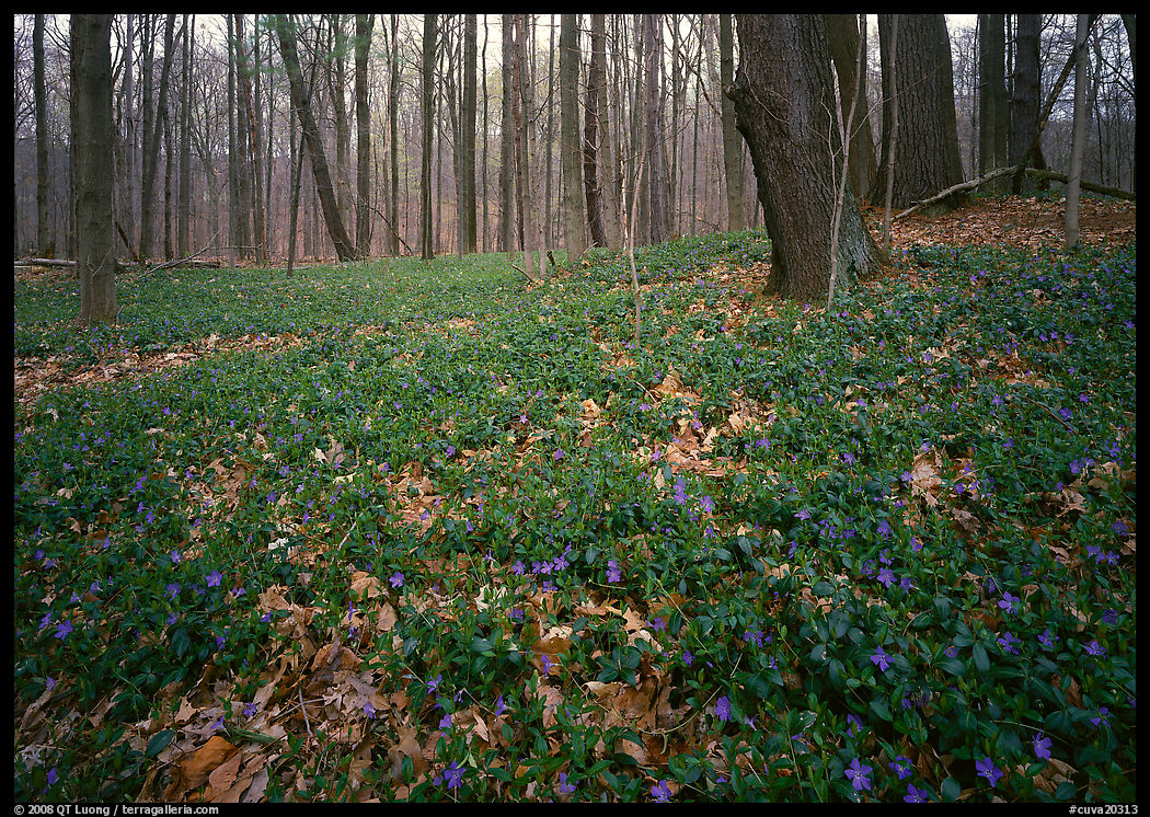 Myrtle flowers on forest floor in early spring, Brecksville Reservation. Cuyahoga Valley National Park, Ohio, USA.
