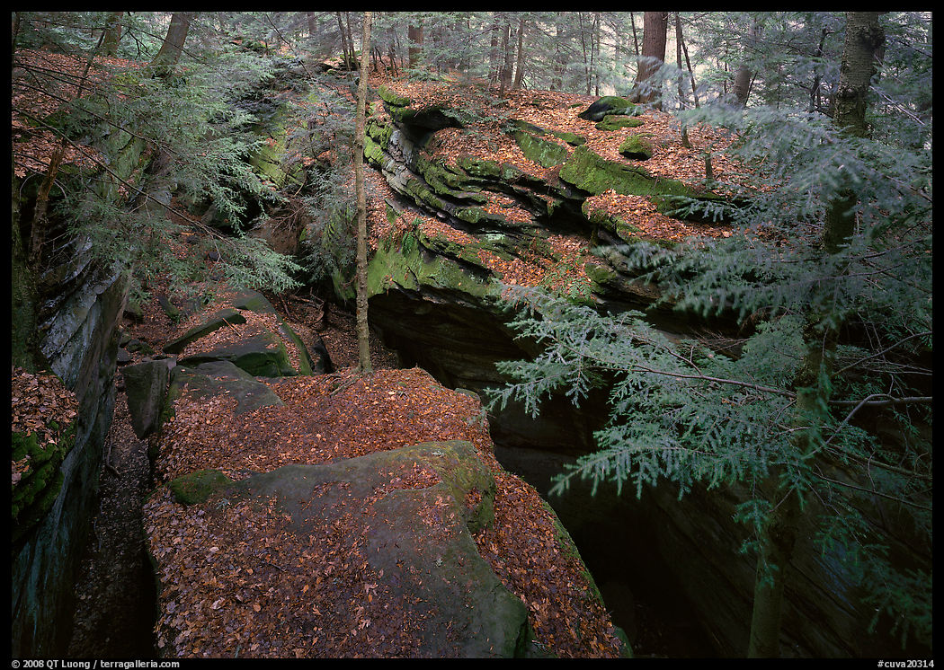 Trees and sandstone blocs,  The Ledges. Cuyahoga Valley National Park, Ohio, USA.