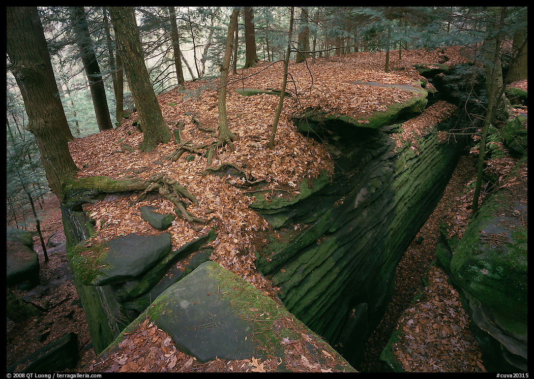 Sandstone cracks, moss, fallen leaves, and trees with bare roots. Cuyahoga Valley National Park