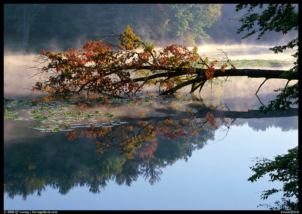 Fallen tree and reflexiont, Kendal lake. Cuyahoga Valley National Park, Ohio, USA.