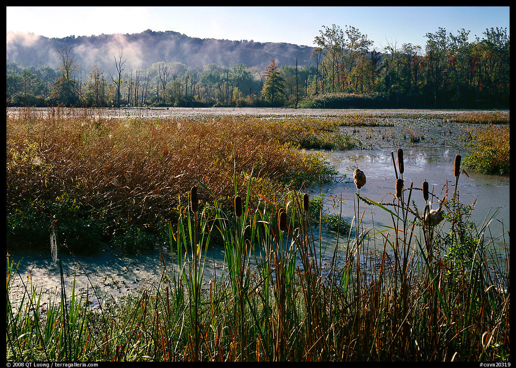 Reeds and beaver marsh, early morning. Cuyahoga Valley National Park, Ohio, USA.