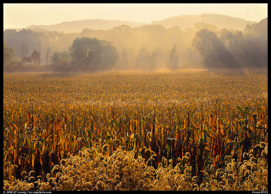 Field with sun and trees throught morning mist. Cuyahoga Valley National Park, Ohio, USA.