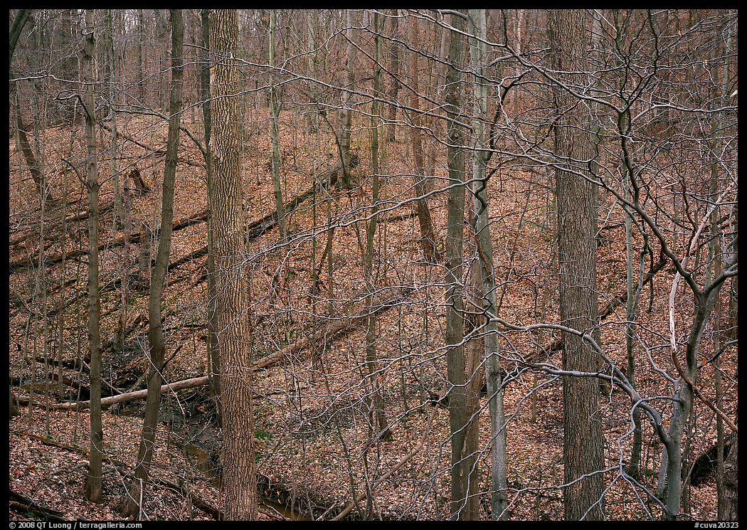 Barren trees and fallen leaves on hillside. Cuyahoga Valley National Park, Ohio, USA.