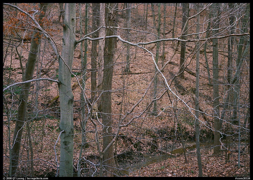 Branches and bare forest. Cuyahoga Valley National Park, Ohio, USA.