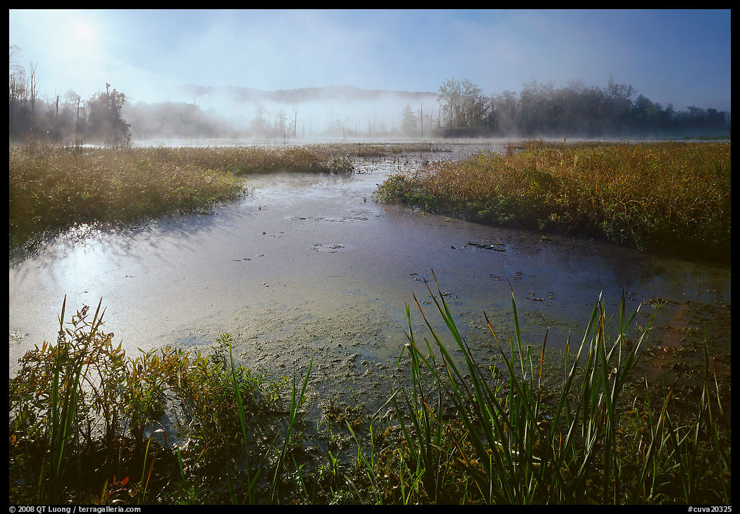Aquatic plants, Beaver Marsh, and mist, early morning. Cuyahoga Valley National Park, Ohio, USA.