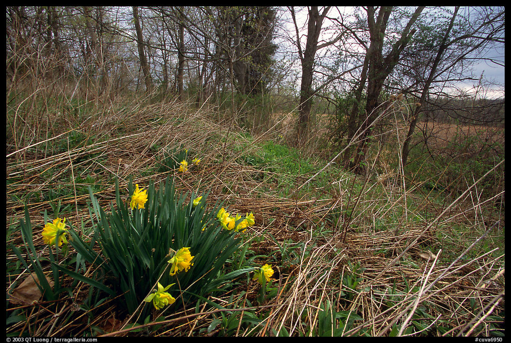 Yellow Daffodils growing at the edge of wetland. Cuyahoga Valley National Park, Ohio, USA.