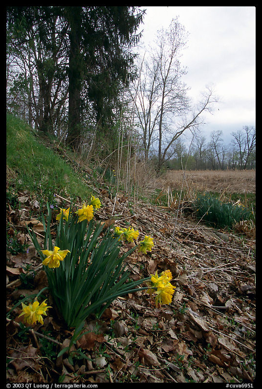 Yellow Daffodils growing at the edge of a marsh. Cuyahoga Valley National Park, Ohio, USA.