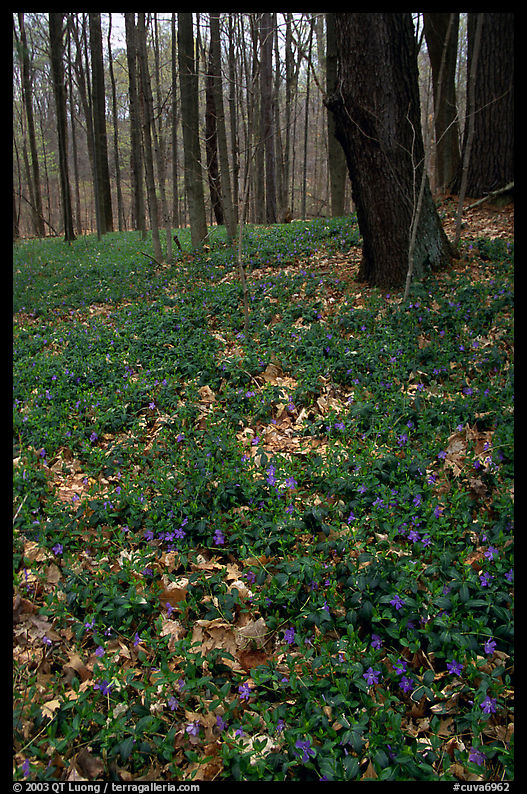 Forest floor with tint myrtle flowers, Brecksville Reservation. Cuyahoga Valley National Park, Ohio, USA.