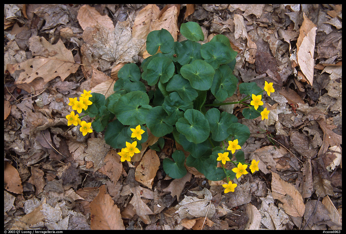 Marsh marigold (Caltha palustris) growing amidst fallen leaves. Cuyahoga Valley National Park, Ohio, USA.