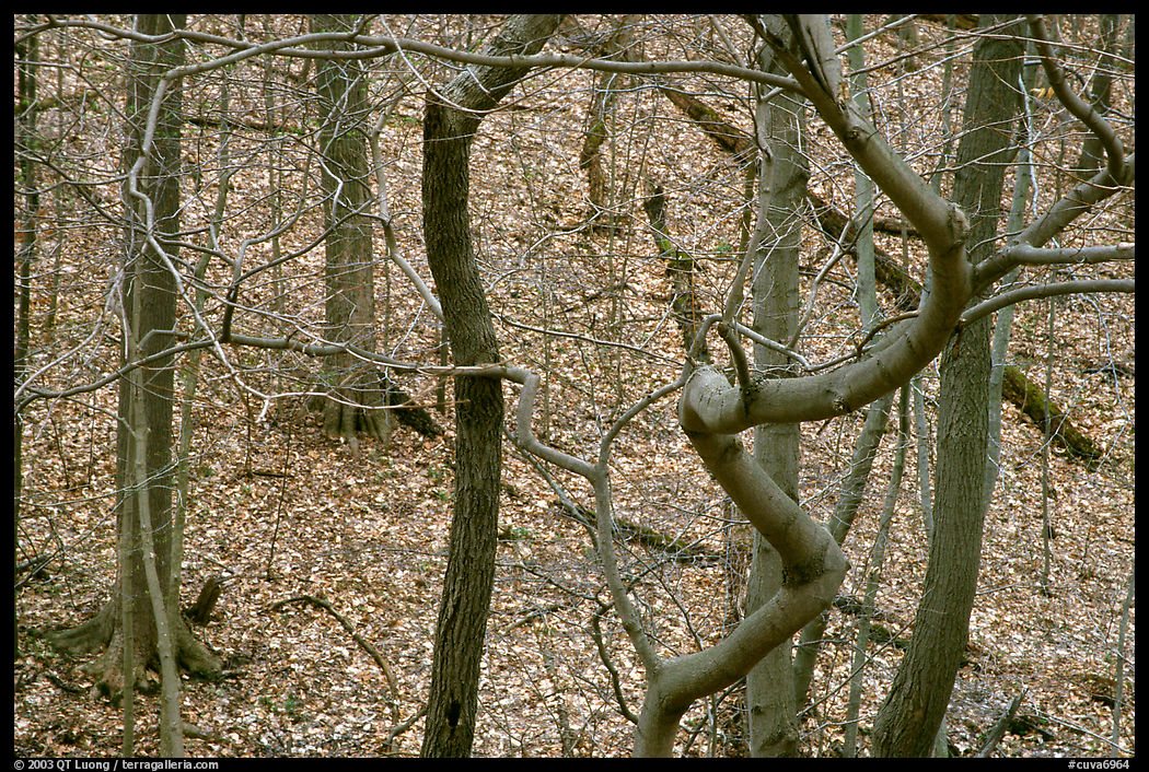 Barren trees and fallen leaves on hillside. Cuyahoga Valley National Park