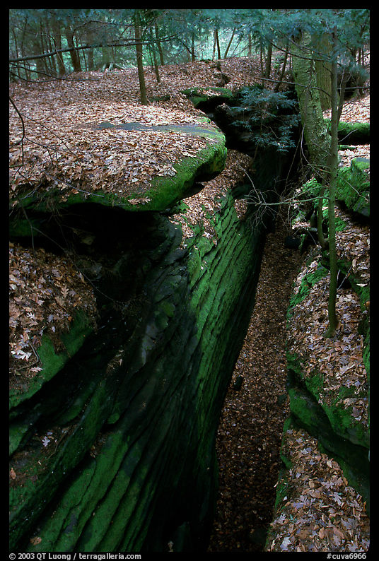 Sandstone depression at The Ledges. Cuyahoga Valley National Park