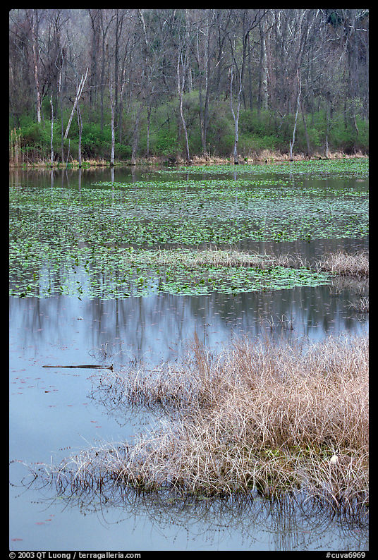 Beaver Marsh and reflexions. Cuyahoga Valley National Park, Ohio, USA.