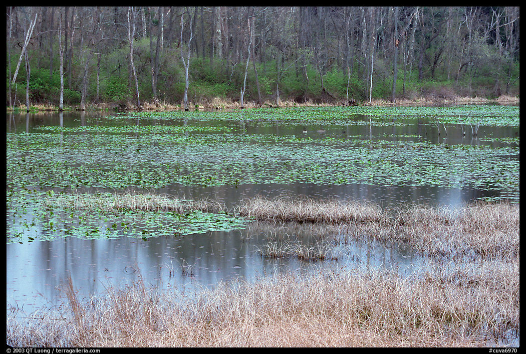 Beaver Marsh in spring. Cuyahoga Valley National Park, Ohio, USA.