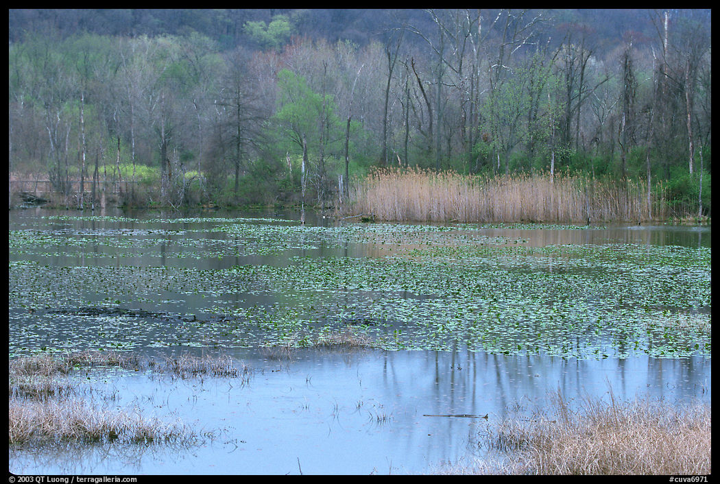 Water lillies and reeds in Beaver Marsh. Cuyahoga Valley National Park, Ohio, USA.