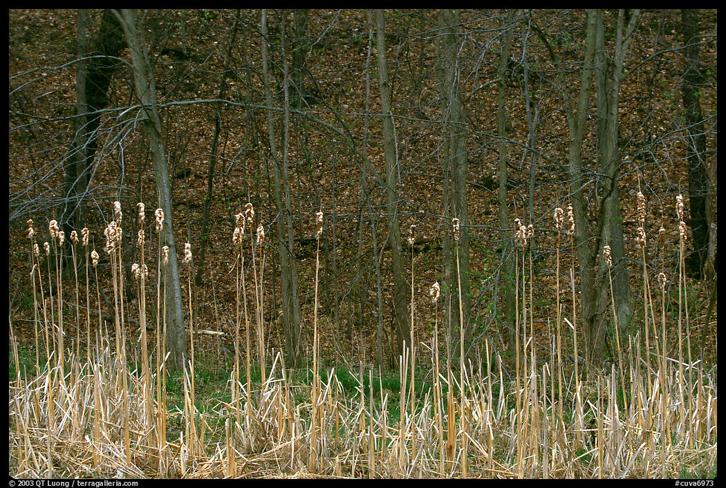 Grasses and trees in early spring. Cuyahoga Valley National Park, Ohio, USA.