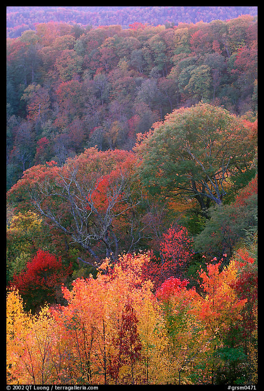 Trees in fall colors over succession of ridges, North Carolina. Great Smoky Mountains National Park, USA.