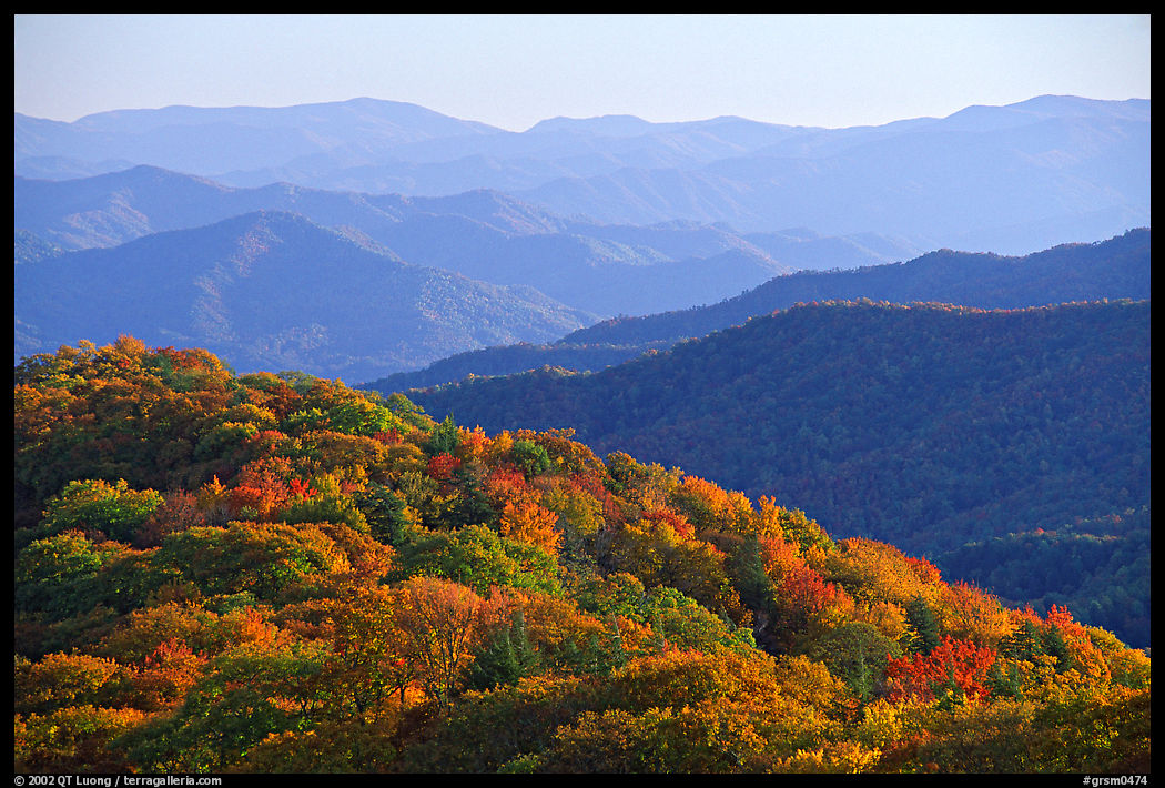 Trees with autumn colors and blue ridges from Clingmans Dome, North Carolina. Great Smoky Mountains National Park, USA.