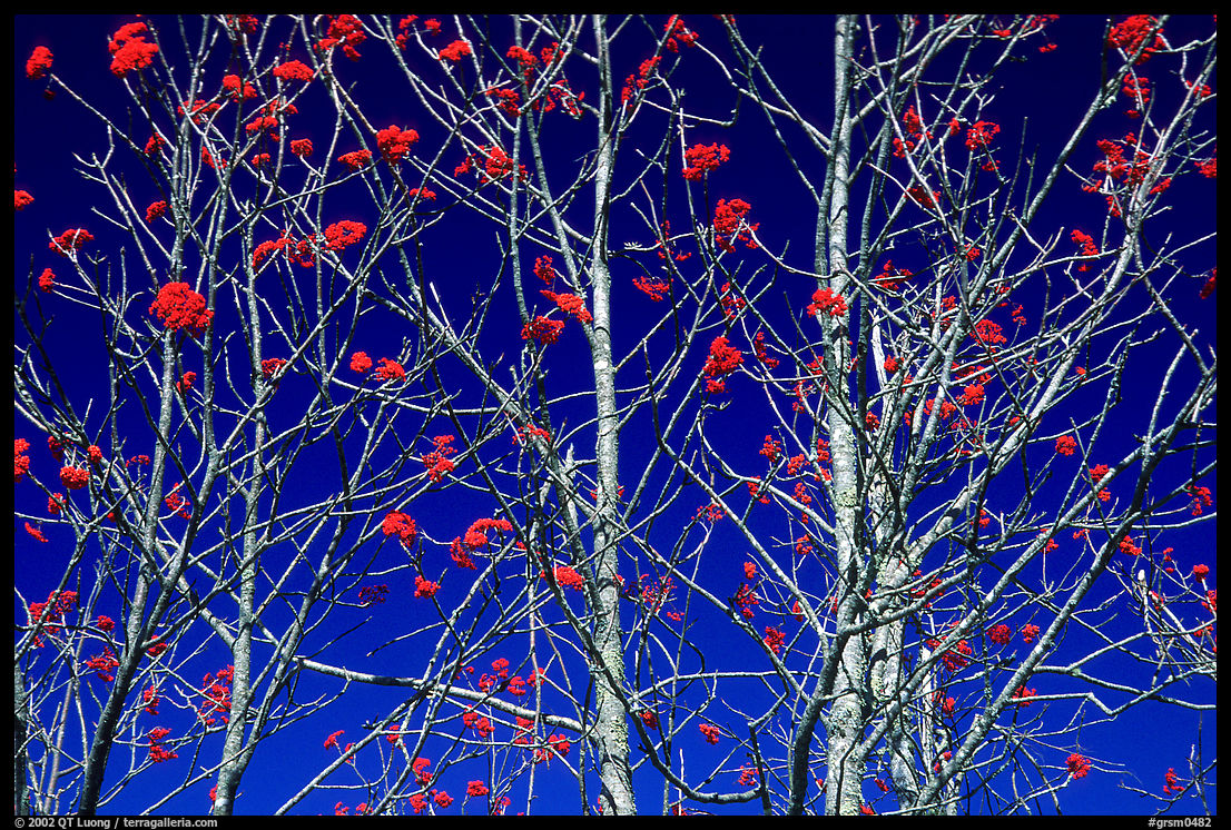 Bare trees, red Mountain Ash berries, blue sky, North Carolina. Great Smoky Mountains National Park, USA.