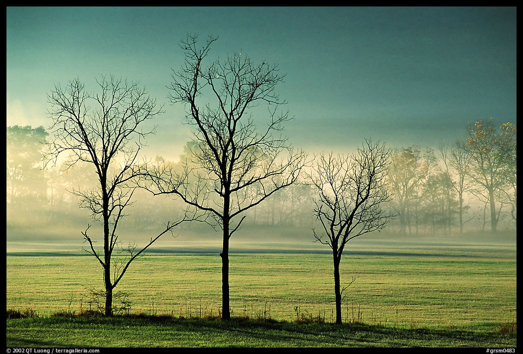 Three bare trees, meadow, and fog, Cades Cove, early morning, Tennessee. Great Smoky Mountains National Park, USA.